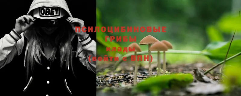 Галлюциногенные грибы Psilocybe  купить закладку  Любань 